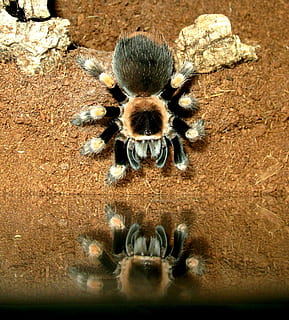 tarantula, brachypelma, smith, animals in the wild, animal themes HD wallpaper