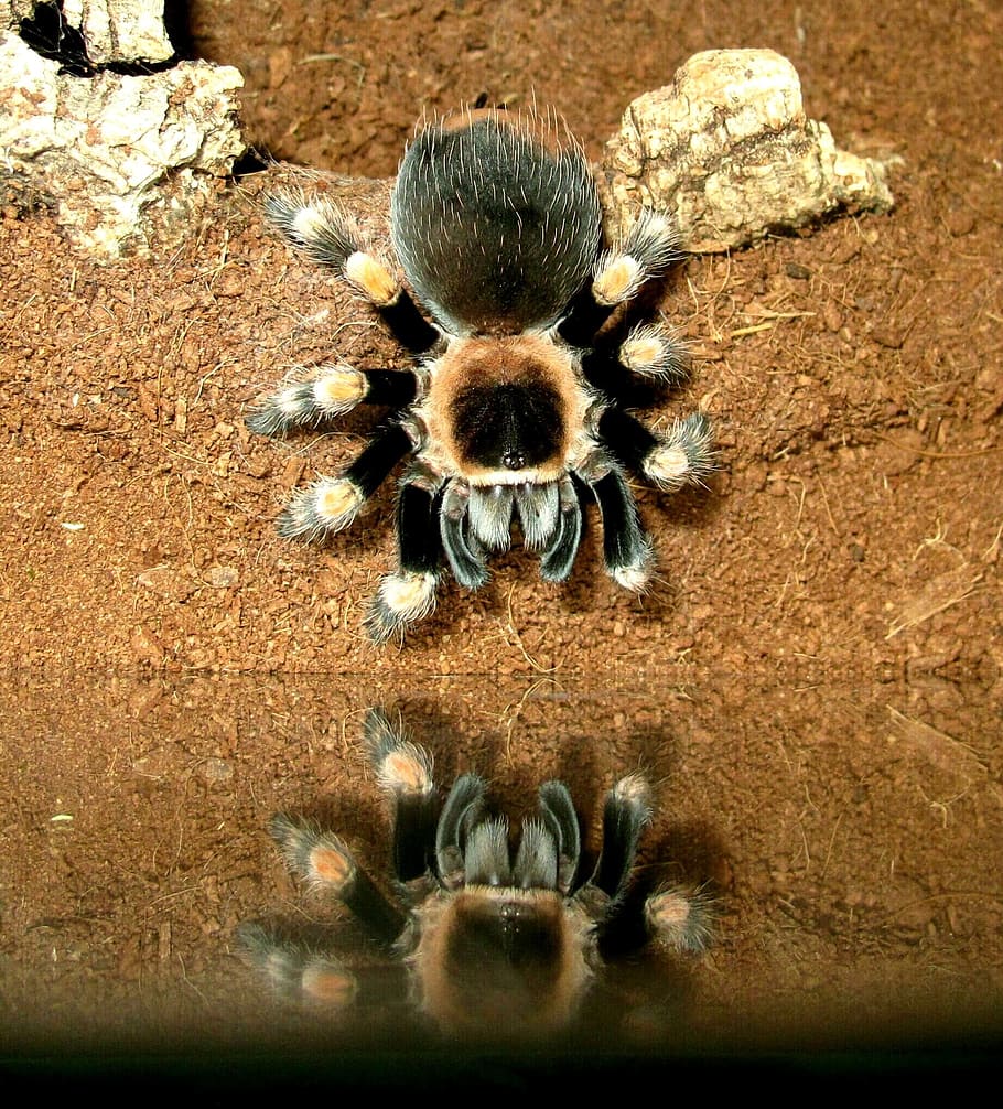 tarantula, brachypelma, smith, animals in the wild, animal themes HD wallpaper