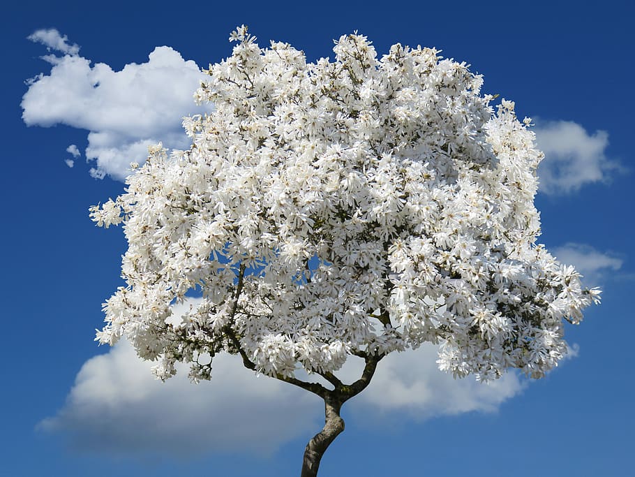 white leafed tree in front of clouds, magnolia, spring, blossom HD wallpaper