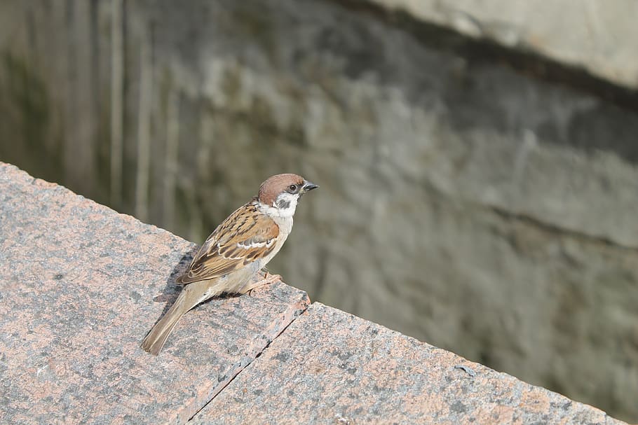 bird, sparrow, animal themes, animals in the wild, one animal HD wallpaper