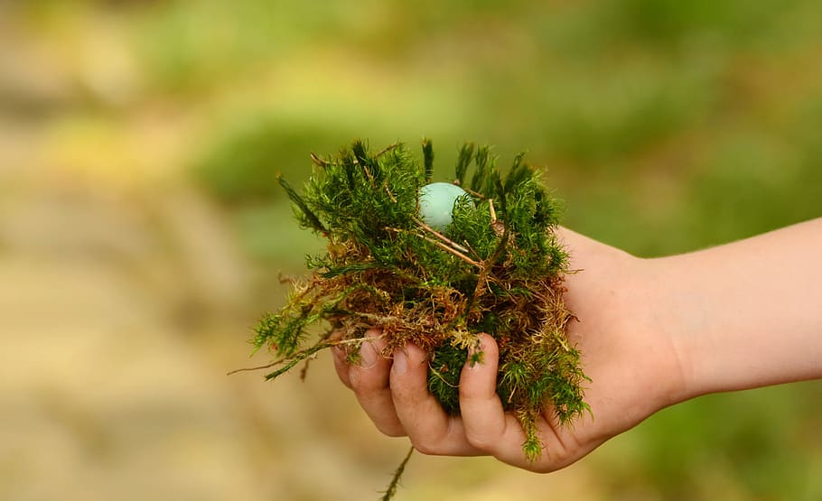 egg, nest, hand, found, detention, green, security, recovered HD wallpaper