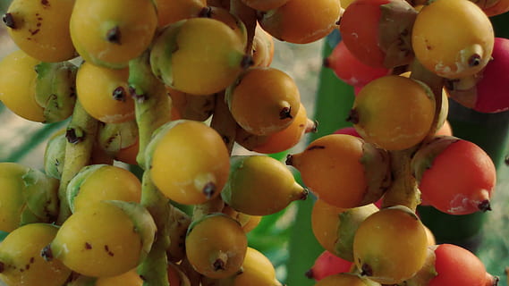 areca, betel, catechu, palm, nuts, bitter, tropical, plants HD wallpaper