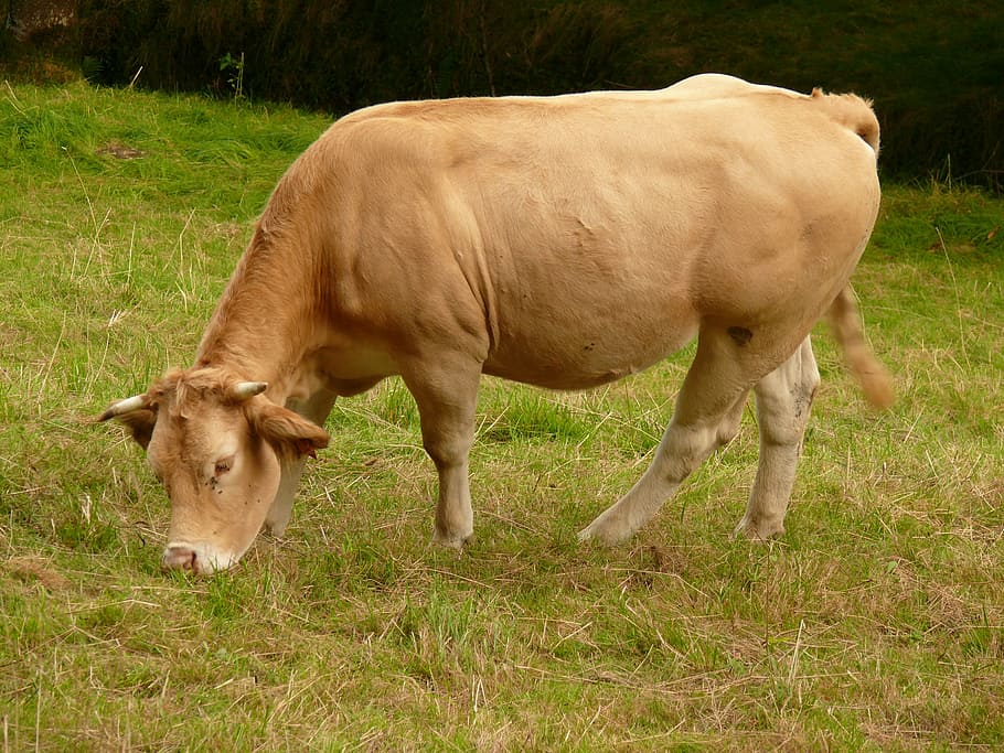 HD wallpaper: cow, aquitaine, blonde of aquitaine, summer, prairie