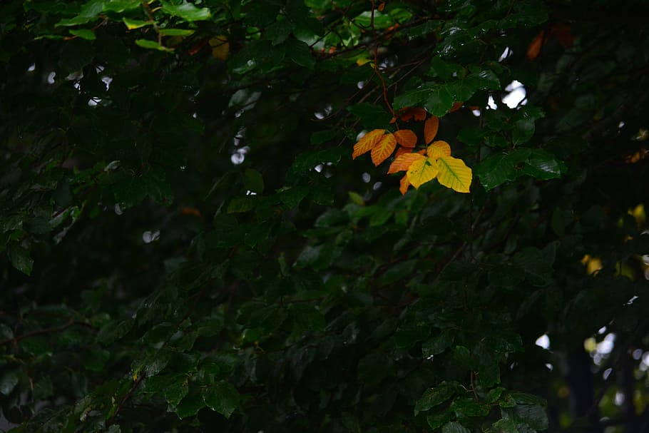leaf, leaves, autumn, forest, green leaves, plant, autumn leaf HD wallpaper