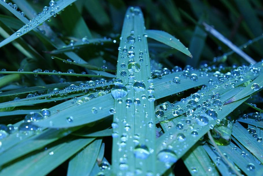 drop, water, drops, wet, grass, plant, nature, dew, leaf, green Color HD wallpaper