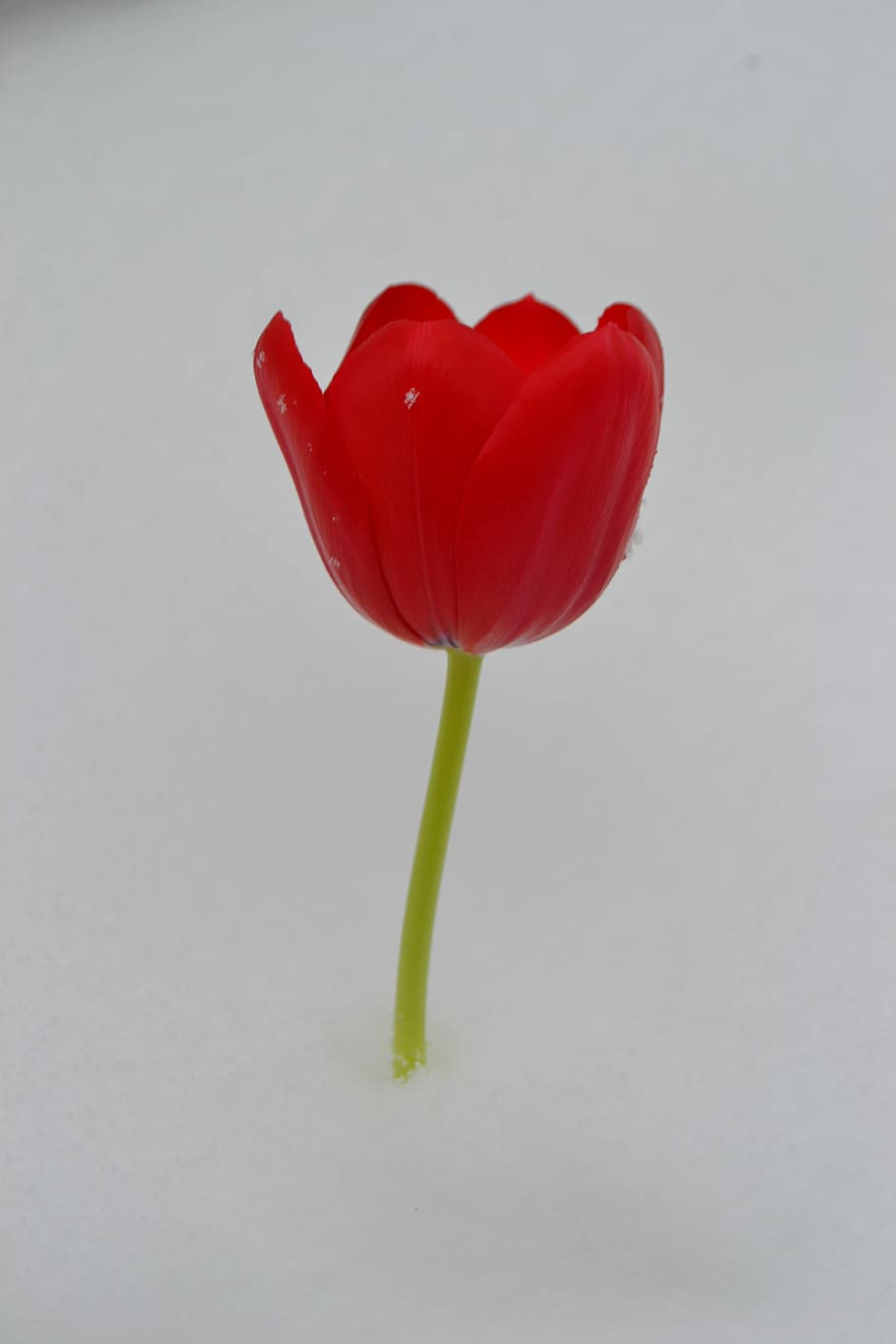 Tulip, Flower, Winter, Spring, Floral, bouquet, white, green HD wallpaper