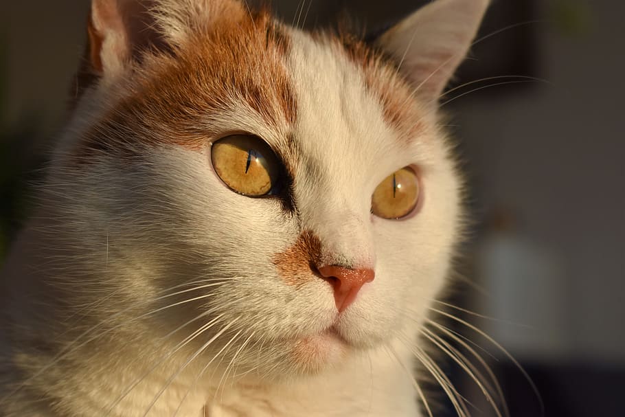 cat, white, animal, creature, pet, white cat, mieze, view, cat's eyes HD wallpaper