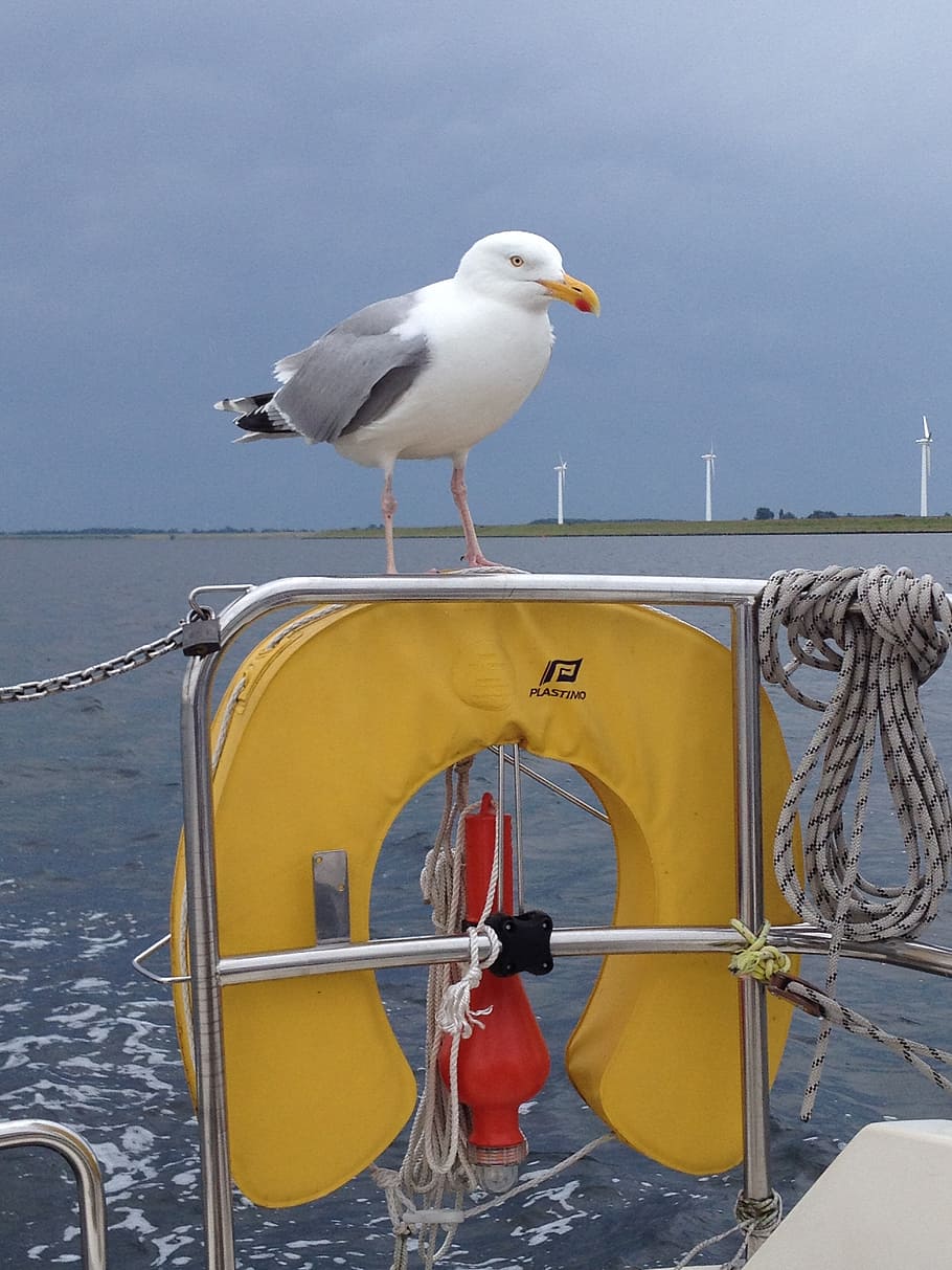 seagull, bird, water, sailboat, vertebrate, animal themes, nautical vessel HD wallpaper