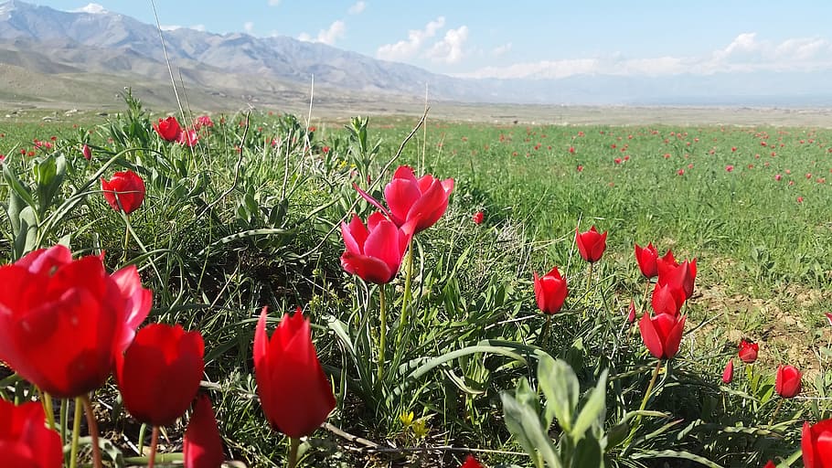 bagram, tulip, parwan, flower, flowering plant, red, beauty in nature HD wallpaper