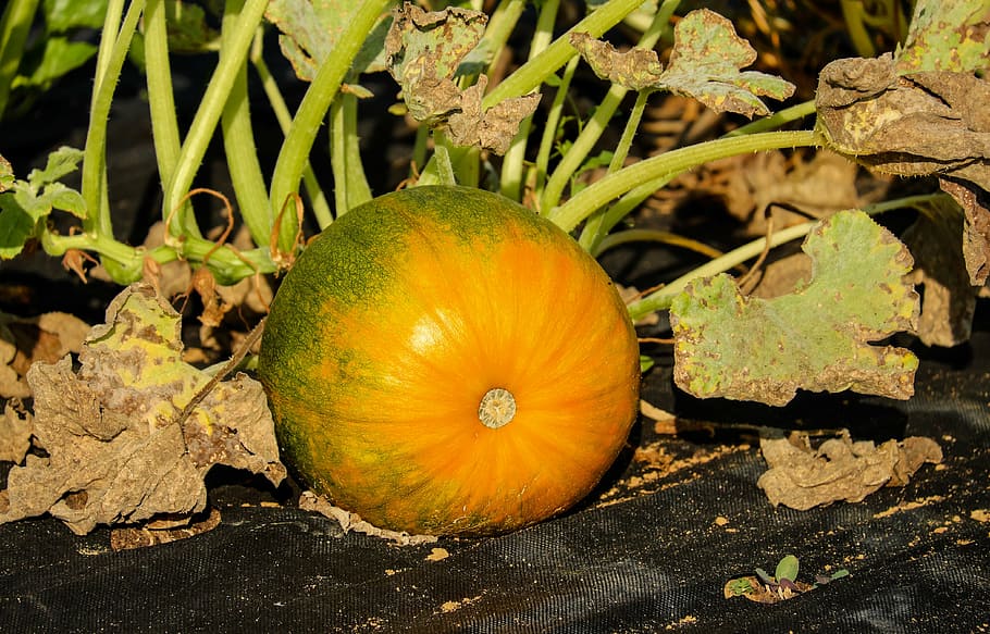 pumpkin, vegetables, orange green, bio, field, autumn, food HD wallpaper