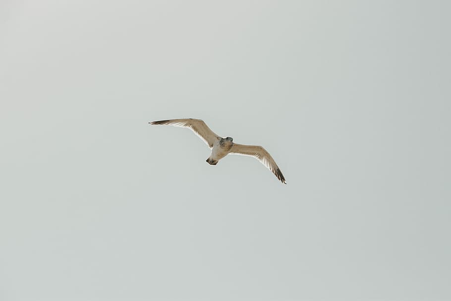 Free, white bird flying on sky, gull, seagull, animal, animal themes HD wallpaper