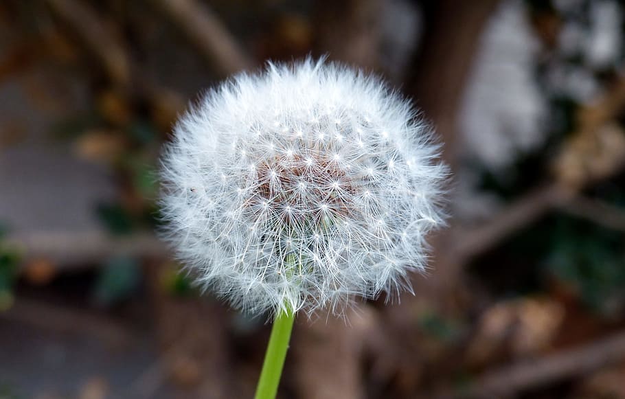 nature, plant, dandelion, clock, bloom, seed, fluffy, fragility HD wallpaper