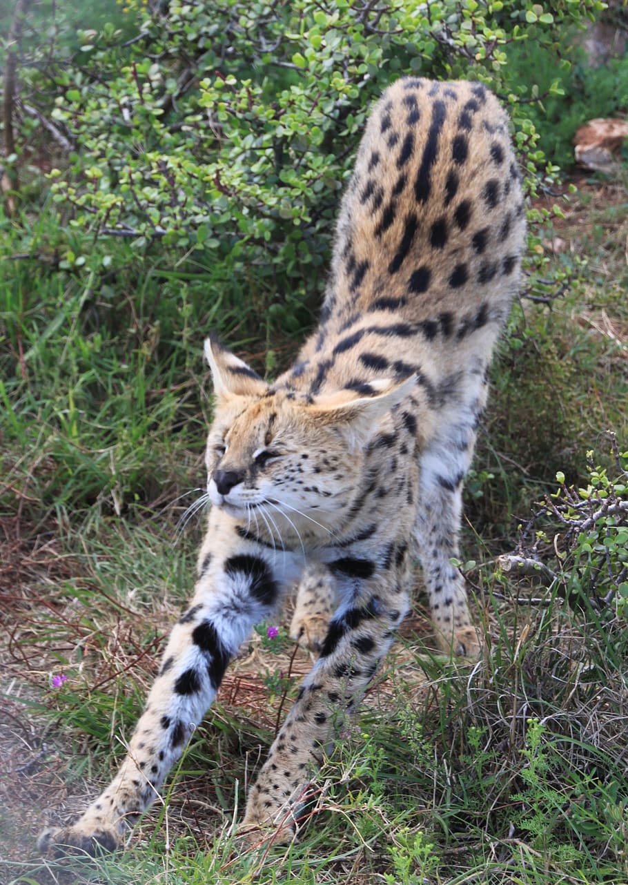 serval, cat, big cat, predator, animal, wild, nature, animal world