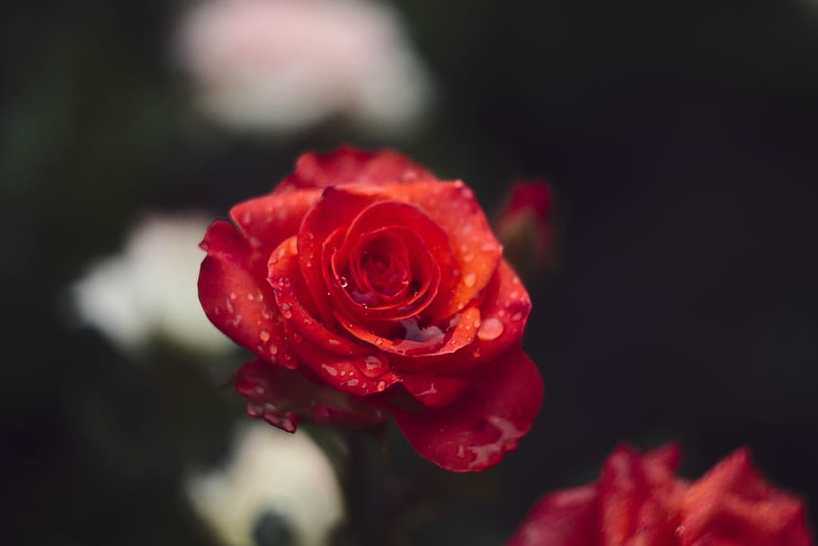 red rose in selective focus photography, selective focus photography of red roses HD wallpaper