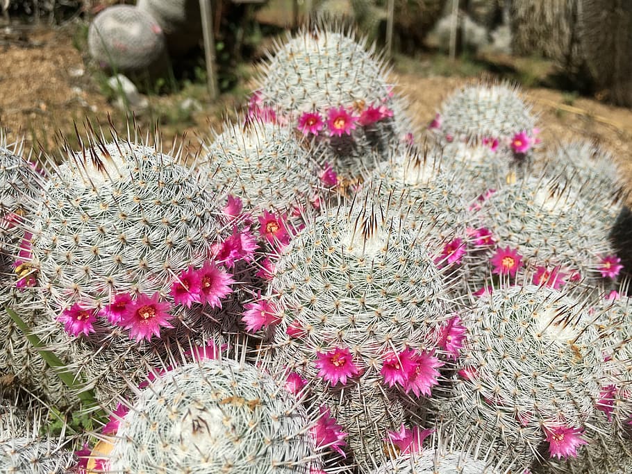 cactus, pink, flower, plant, succulent plant, flowering plant HD wallpaper
