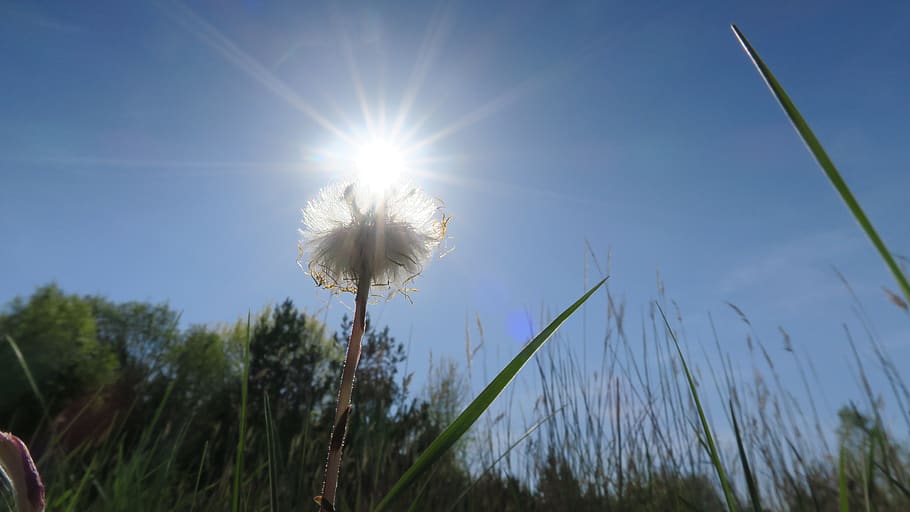 sun, flower, spring, plant, sky, sunlight, growth, nature, beauty in nature HD wallpaper