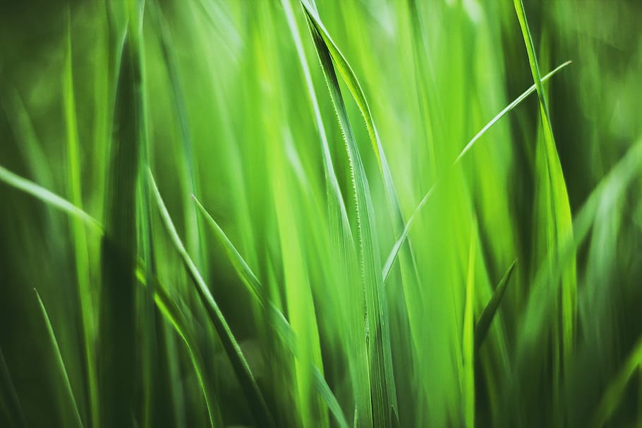 grass, plant, plants, spring, meadow, blade of grass, green HD wallpaper