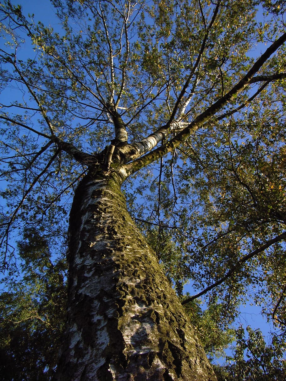 Birch, Trees, Nature, Blue Sky, low angle view, branch, tree trunk HD wallpaper