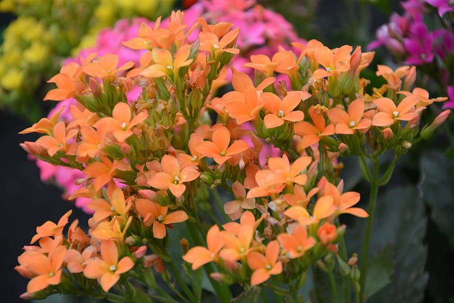 flowers orange, kalanchoe, flowers were, garden, massif, nature, HD wallpaper