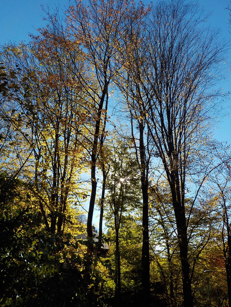 tree, nature, autumn, landscape, forest, plant, sky, beauty in nature HD wallpaper