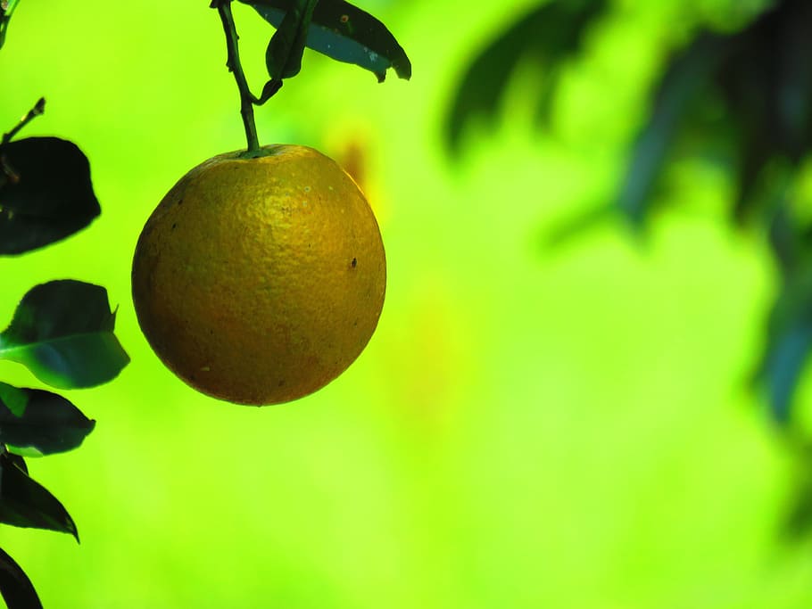 Orange, Citric, Fruit, Citrus, green, healthy, nature, tree, HD wallpaper