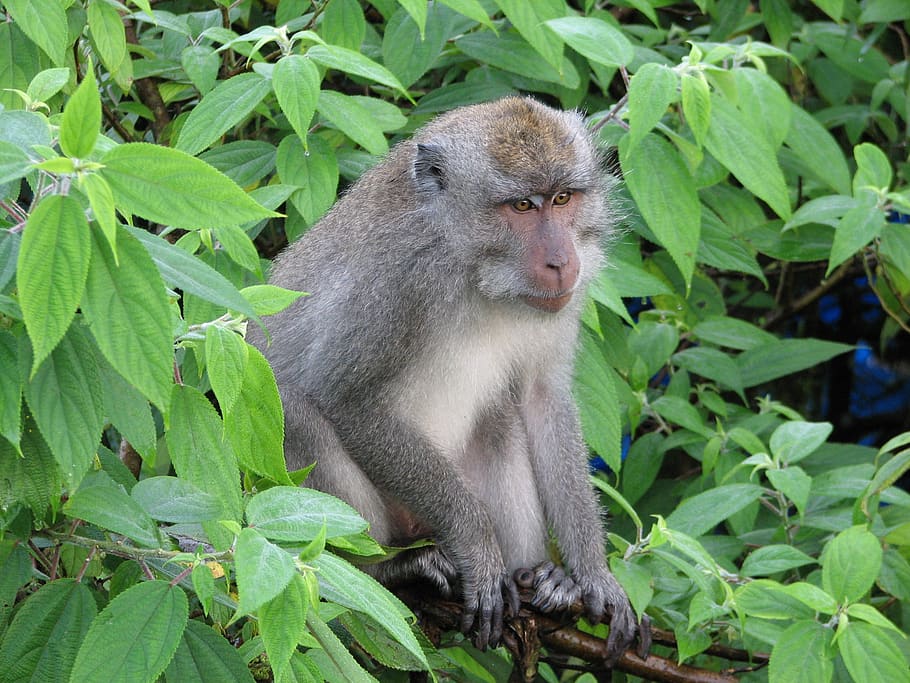 monkey, rainforest, tree, wildlife, exotic, jungle, tropical HD wallpaper