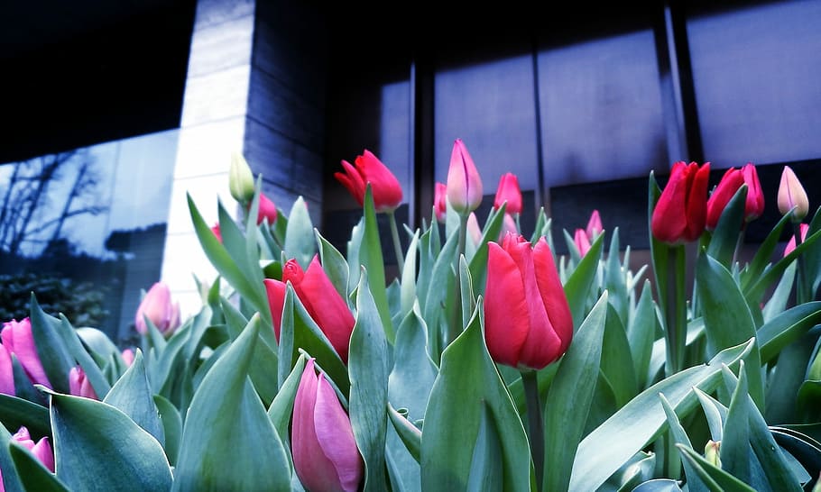 Tulip, Spring, red flowers, multi colored, petal, no people HD wallpaper