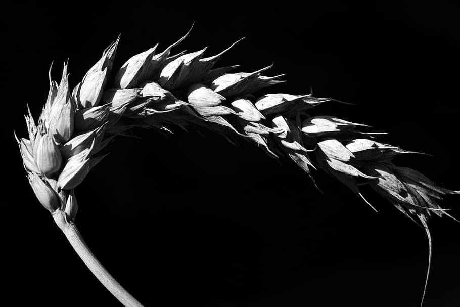 wheat, cereals, grain, close, nature, ear, agriculture, plant HD wallpaper