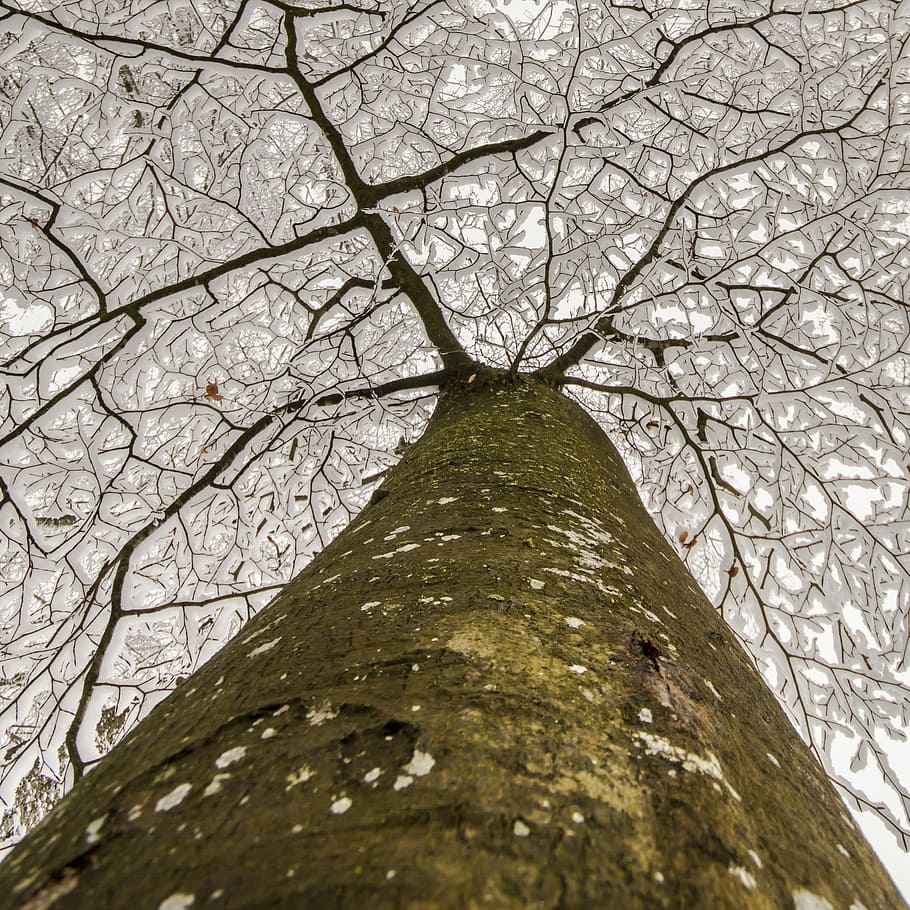 brown and gray tree low-angle photography, log, aesthetic, snow HD wallpaper