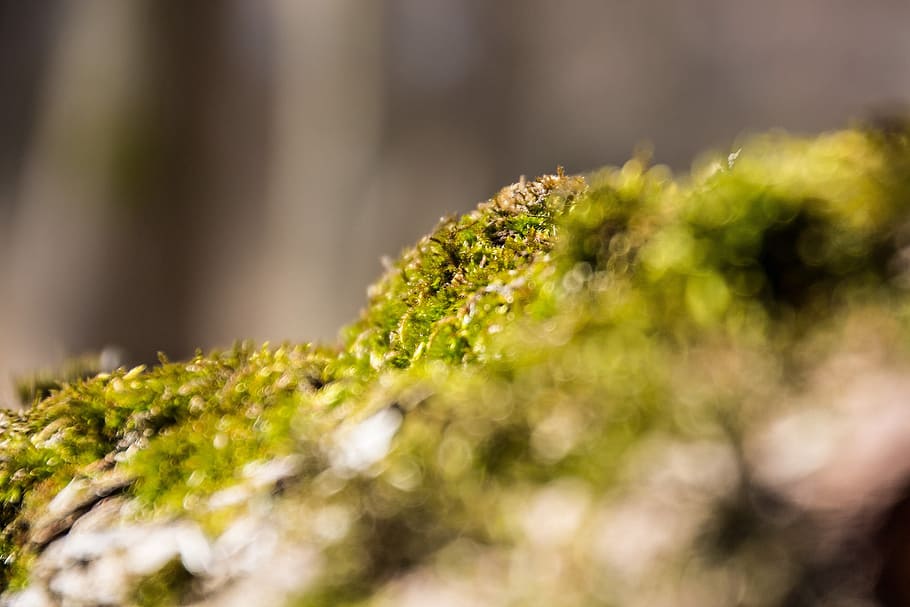 moss, tree stump, forest, green, nature, plant, selective focus HD wallpaper