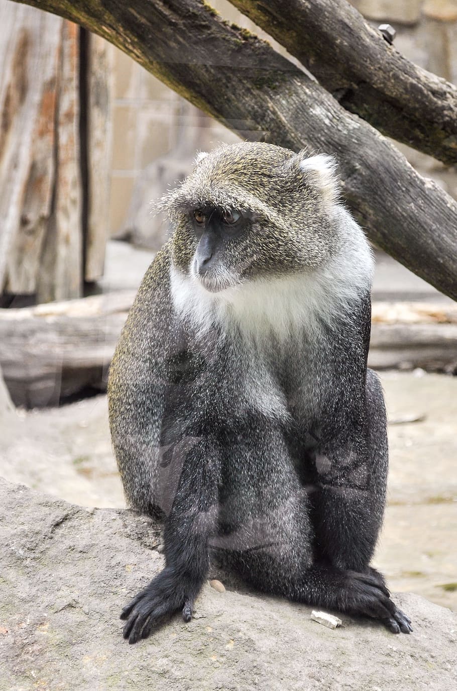 monkey, ape, zoo, animal, wildlife photography, primates, nature, HD wallpaper