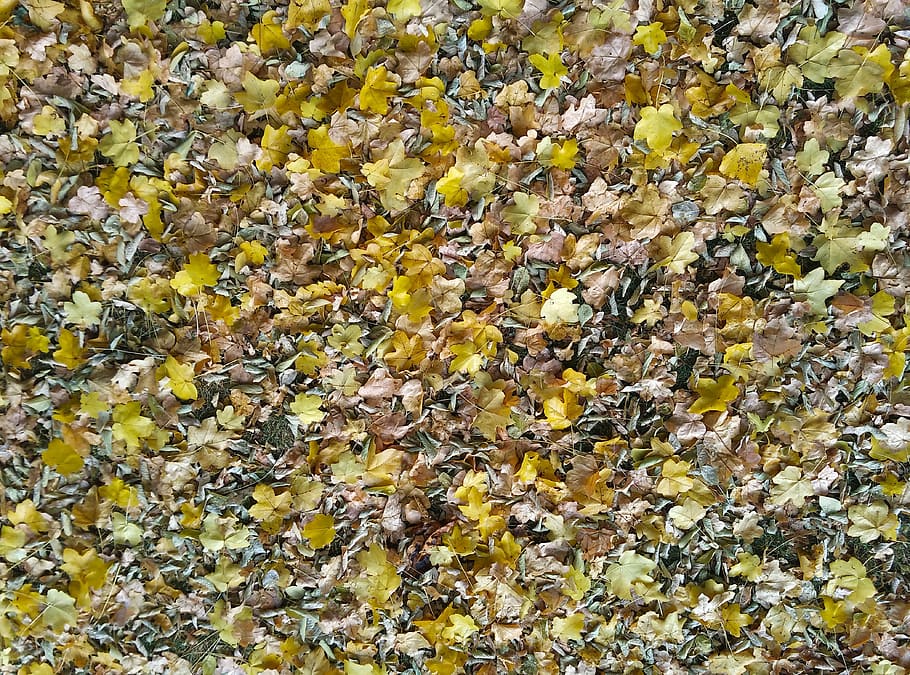 leaves, texture, autumn, soil, natural texture, dried leaves HD wallpaper