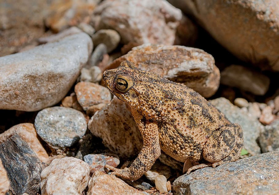frog, toad, amphibian, tropical, nature, wildlife, poison, amazon HD wallpaper