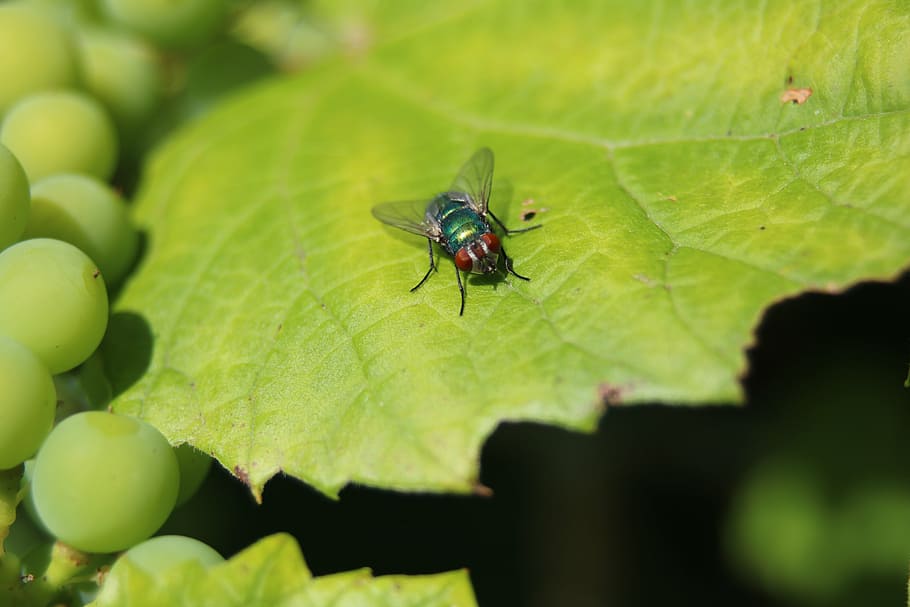 fly, wine leaf, grapes, vine, green, sun, plant, plant part HD wallpaper