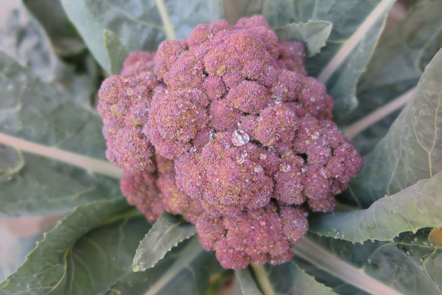 Purple, Broccoli, Small, Fresh, small fresh, flower, leaf, close-up HD wallpaper