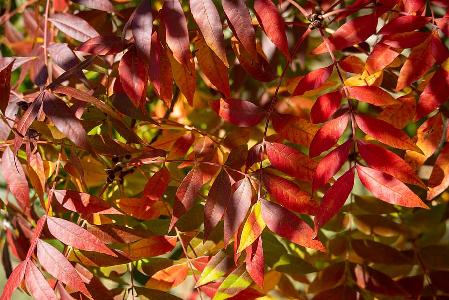 autumn, fall, nature, leaf, season, yellow, orange, natural HD wallpaper