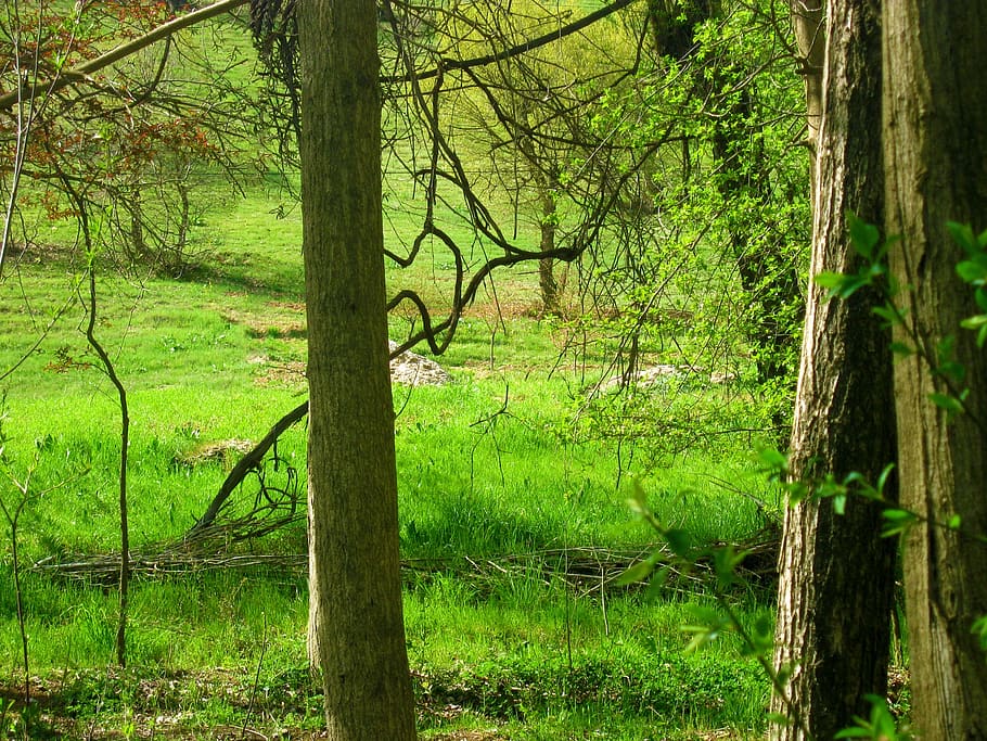 forest, spring, grass, landscape, wilderness, scenery, natural HD wallpaper