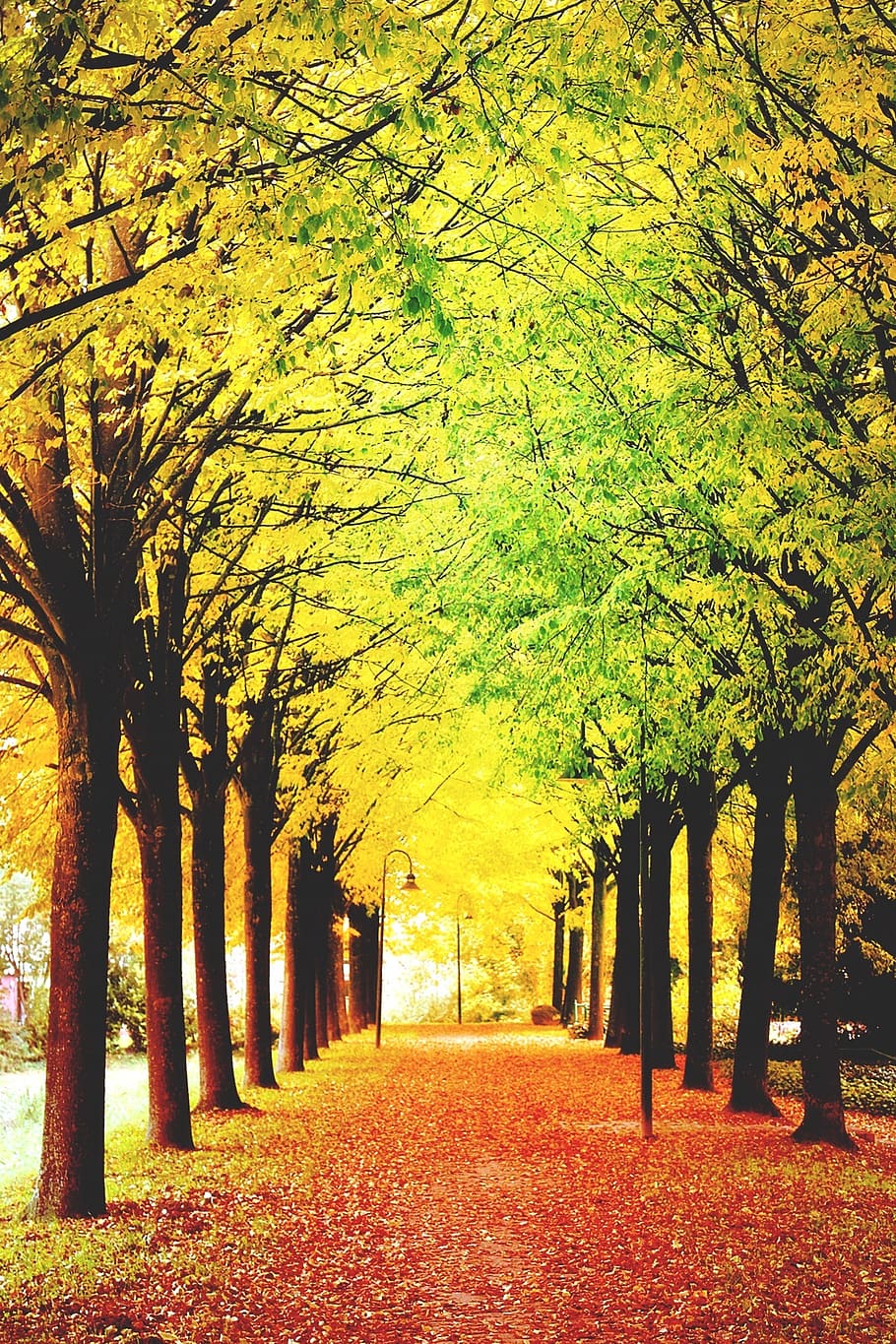 artistically, autumn, autumn-appearance, park, trees, leaves, HD wallpaper