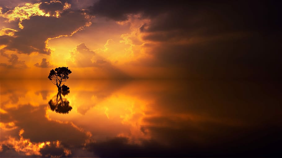 silhouette photography of tree near body of water, sunset, dawn, HD wallpaper