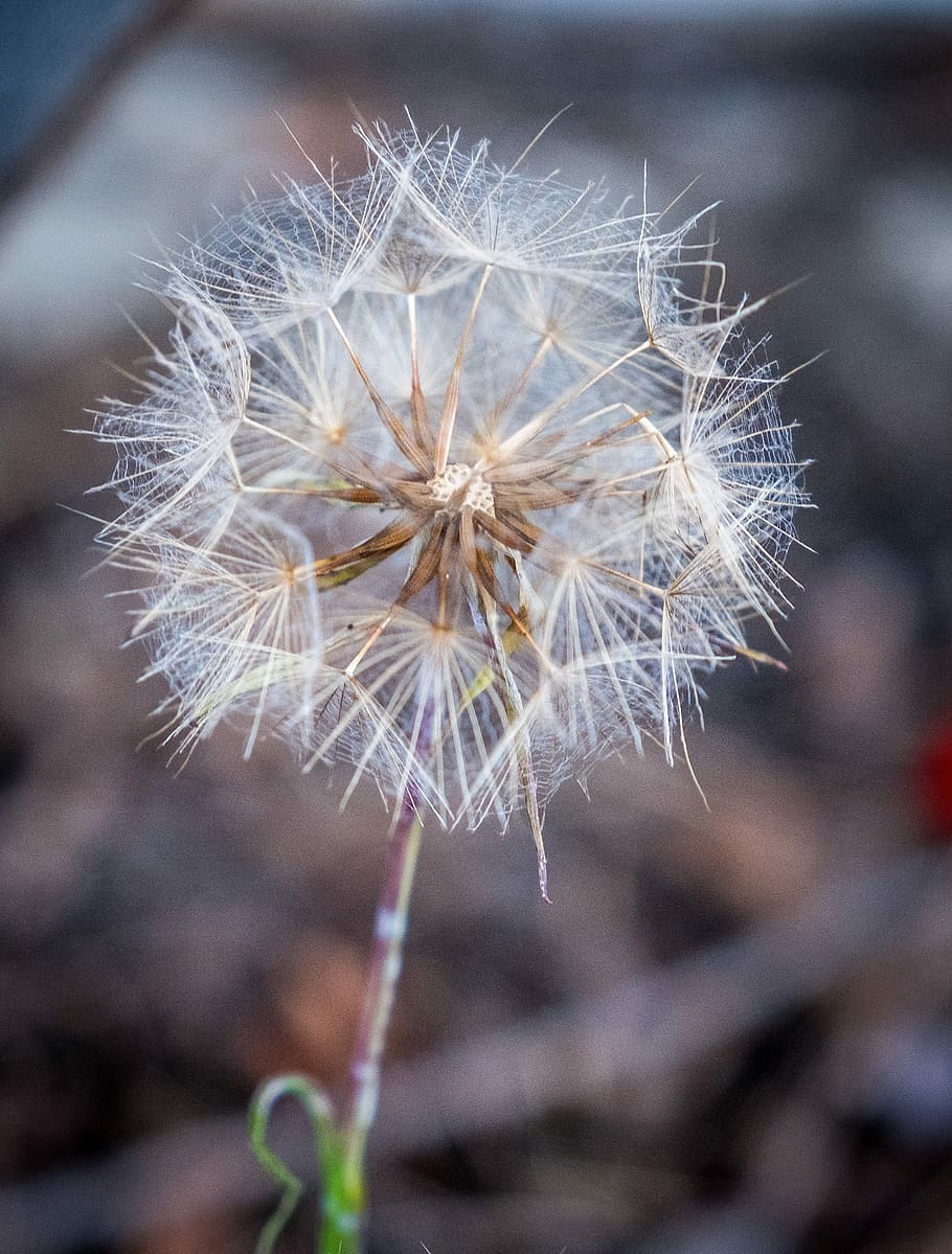 dandelion, withered, nature, spring, flowers, seeds, close HD wallpaper