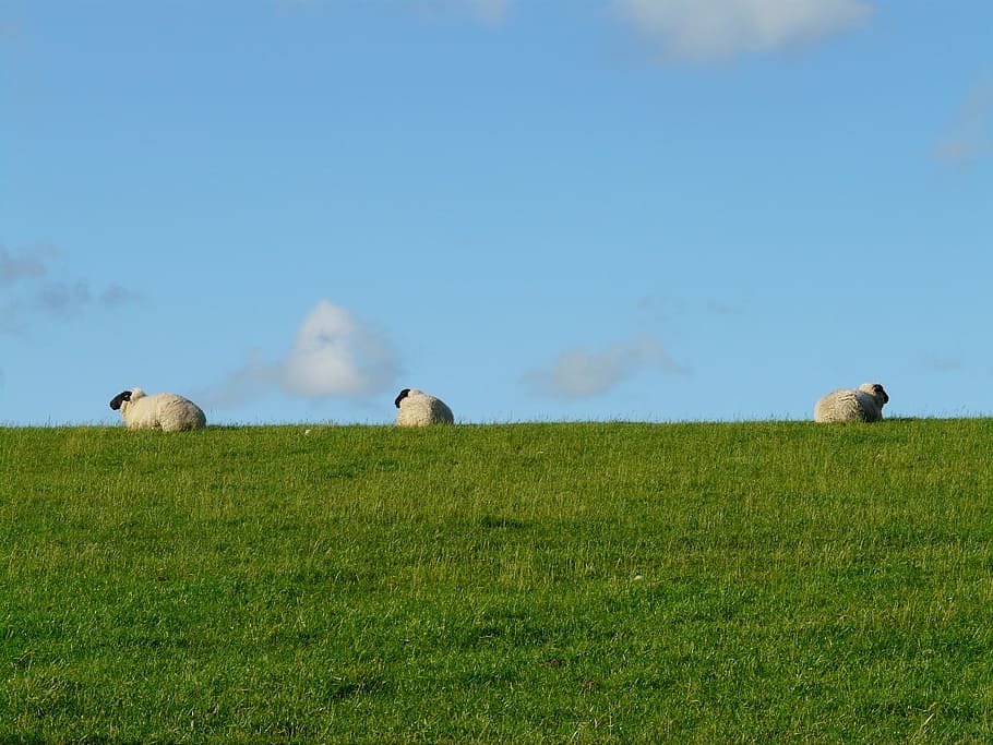 herd of sheep on green grass field, group, rest, concerns, graze, HD wallpaper