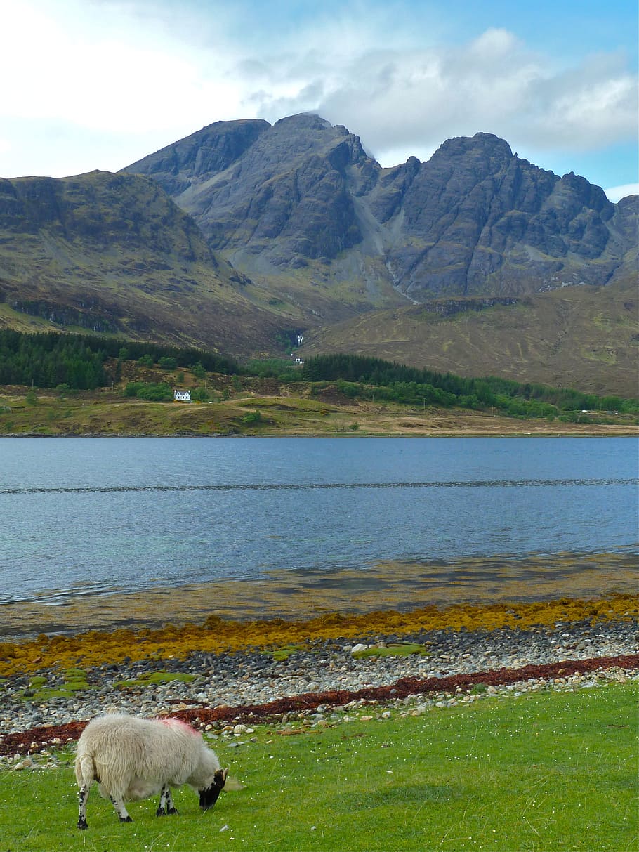 skye, sheep, mountain, background, summer, sunny, nature, postcard HD wallpaper