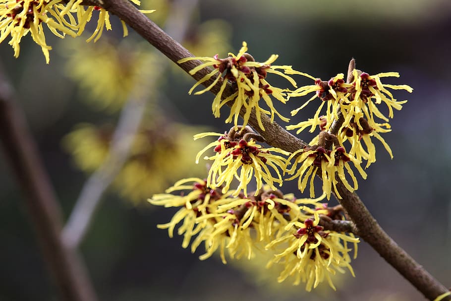 witch hazel, yellow, blossom, bloom, bush, garden, plant, tree HD wallpaper