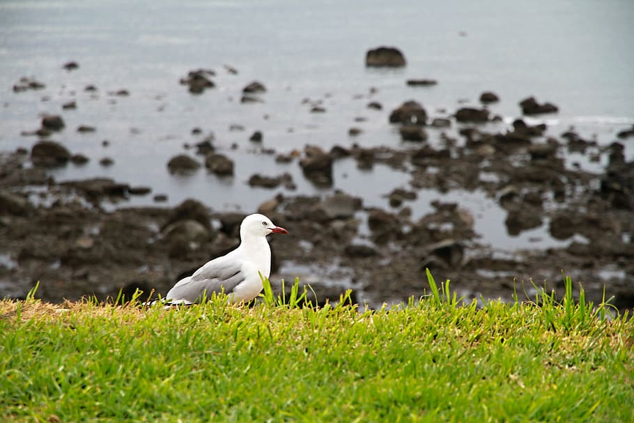 seagull, beach, ocean, bird, grass, animal themes, vertebrate HD wallpaper