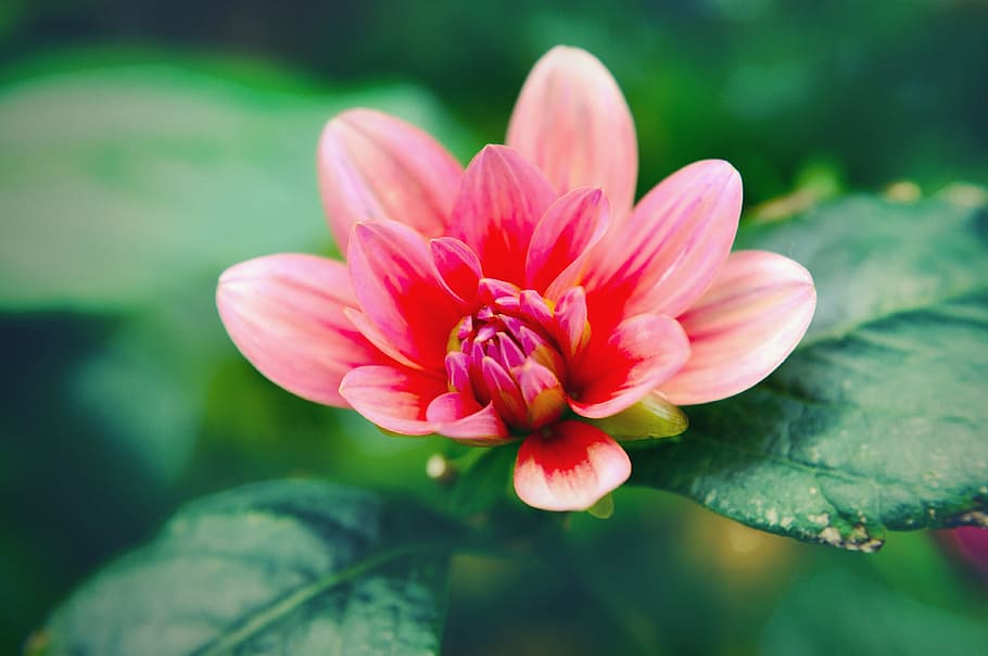 focus photography of pink petaled flower, bloom, blossom, close-up HD wallpaper