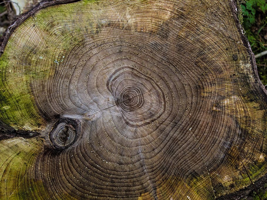 close-up photo of wood slab, tree, butt, cutting down, cut down, HD wallpaper