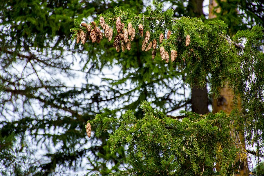 spruce, cones, forest, needles, branch, tree, plant, green color HD wallpaper