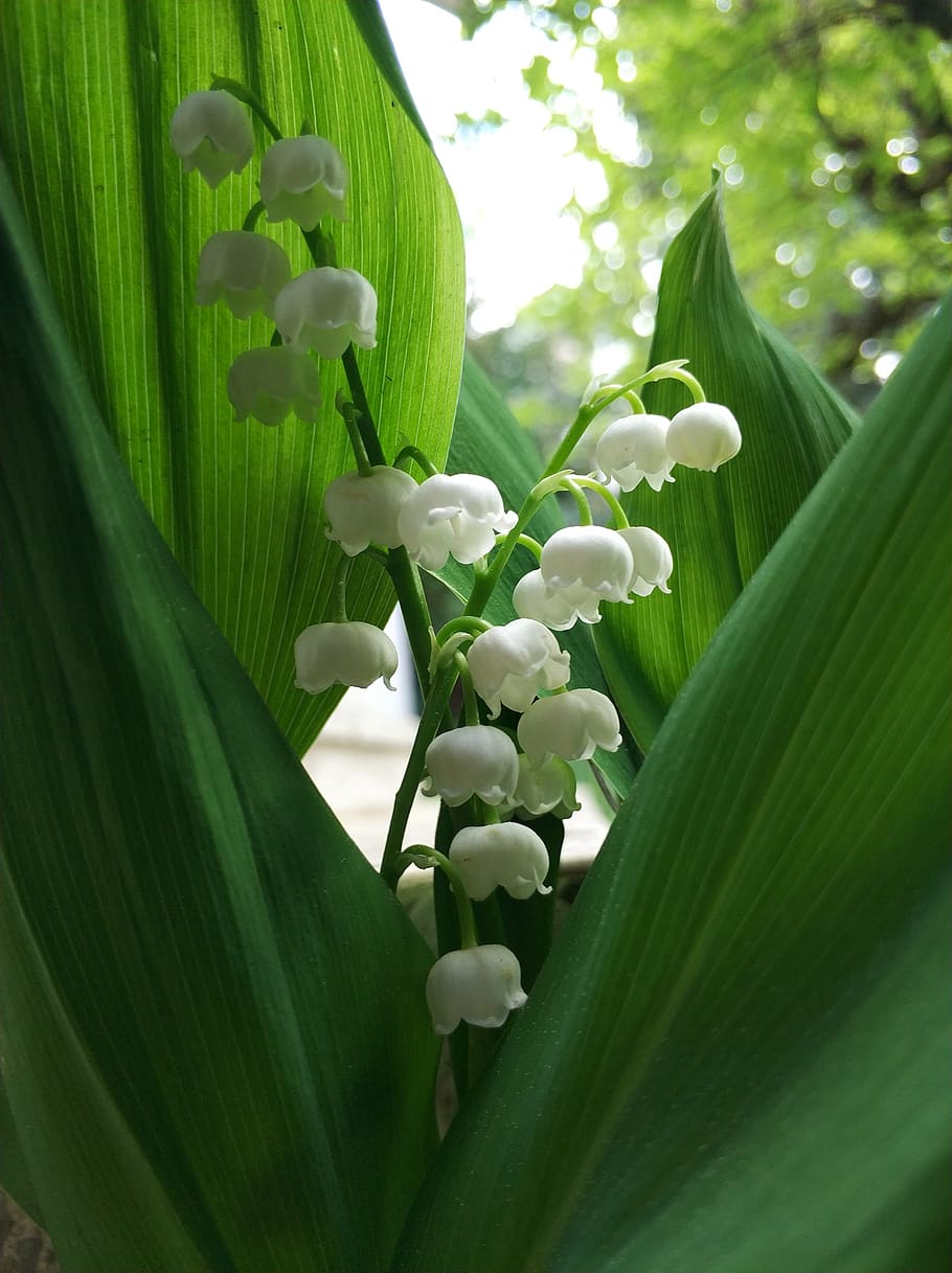 lily of the valley, spring, may, white, nature, flower, blossom, HD wallpaper