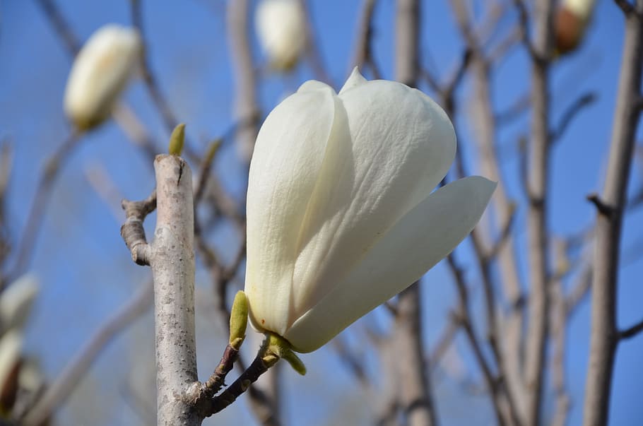 tree, flower, nature, blue, sky, green, spring, season, summer HD wallpaper