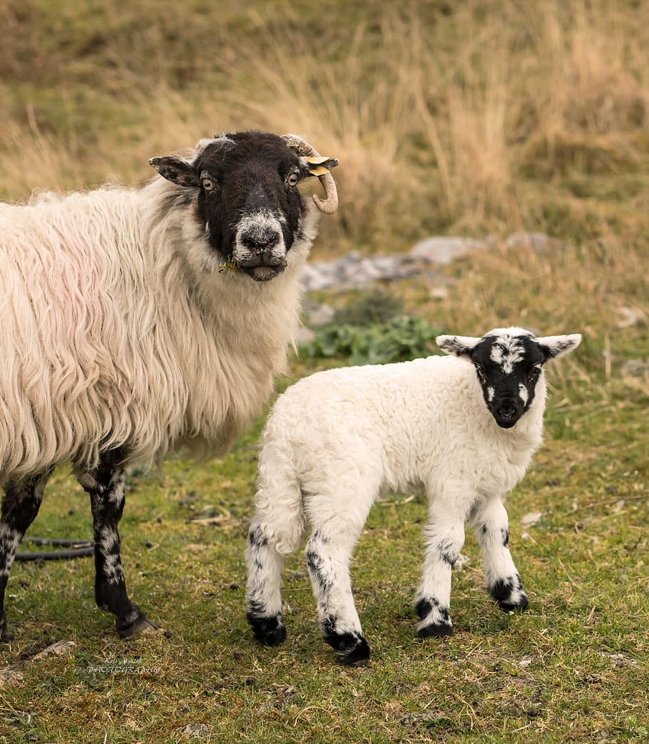 animals, sheep, nature, mammal, domestic animals, livestock HD wallpaper